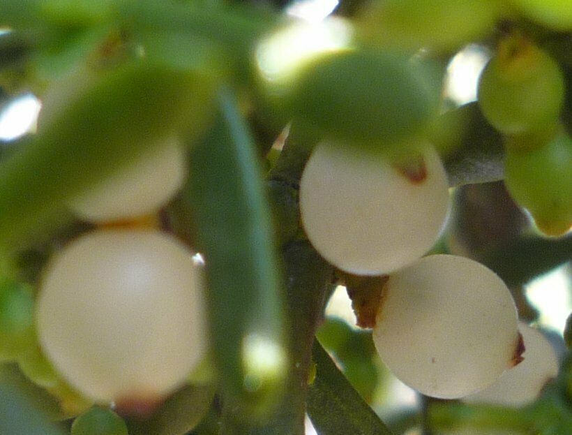 High Resolution Phoradendron juniperinum Fruit